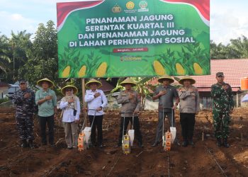 Kapolda Bengkulu Melaksanakan Penanaman Jagung Serentak Kuartal III di Kecamatan Pondok Kelapa, Bengkulu Tengah