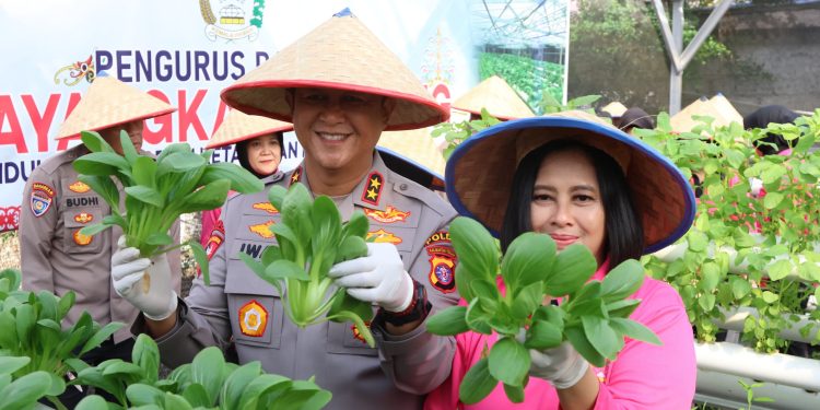 Dukung Ketahanan Pangan, Kapolda Kalteng Bersama Bhayangkari Panen Sayur di Lahan Pekarangan Pangan Lestari