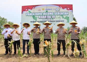 *Kapolda Bengkulu Panen Raya Jagung Serentak Kuartal III Dalam Rangka Mendukung Swasembada Pangan di Desa Pulau Panggung Bengkulu Tengah*