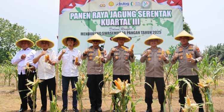 *Kapolda Bengkulu Panen Raya Jagung Serentak Kuartal III Dalam Rangka Mendukung Swasembada Pangan di Desa Pulau Panggung Bengkulu Tengah*