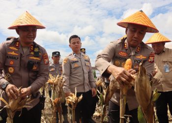 *Kapolda Bengkulu Panen Jagung Bhayangkara Merah Putih, Sebagai Wujud Sinergitas Polda Bengkulu bersama Pemda Provinsi Bengkulu dan PT YKB Merah Putih*