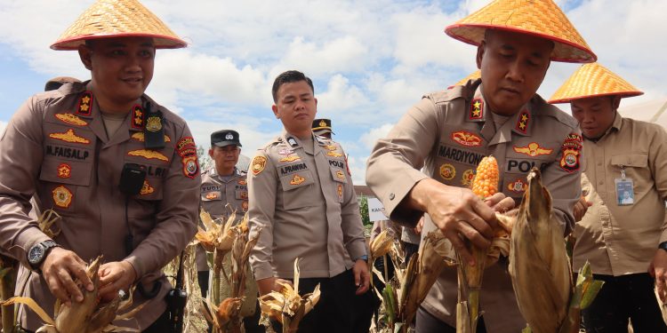 *Kapolda Bengkulu Panen Jagung Bhayangkara Merah Putih, Sebagai Wujud Sinergitas Polda Bengkulu bersama Pemda Provinsi Bengkulu dan PT YKB Merah Putih*